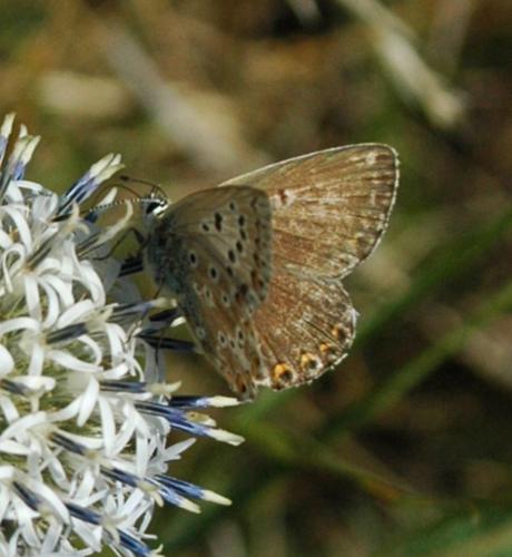 Réf. 248 209 : Polyommatus sp.